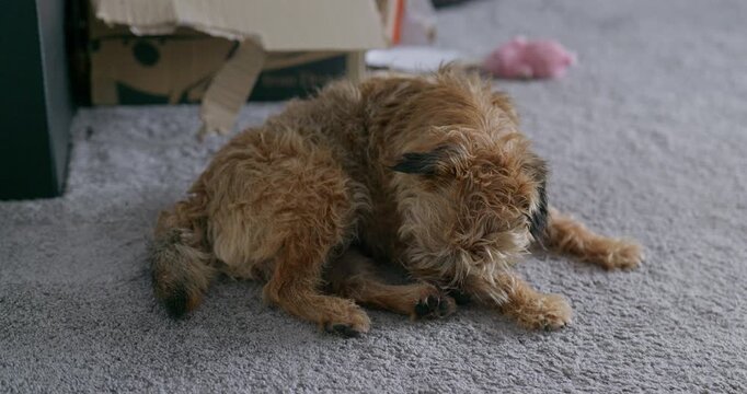 Female border terrier is cleaning herself