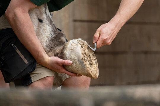 Person cleaning a horse hoof with a hoof pick outdoors, illustrating essential equine hoof care and attentive maintenance.