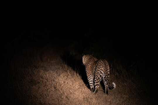 Male leopard walking off into the night, illuminated by a spotlight, Sabi Sand Nature Reserve.