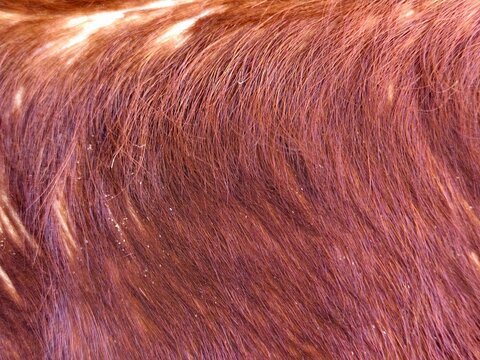 Close Up Texture of Reddish Brown Cow Hair and Pelt