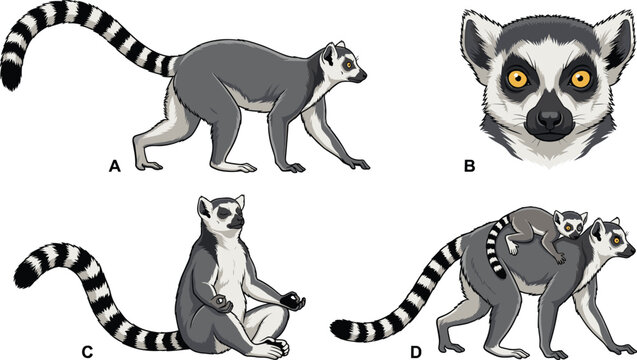 Ring Tailed Lemur Vector Icon Set with Walking Meditating Face Portrait and Mother Carrying Baby Poses for Wildlife Designs