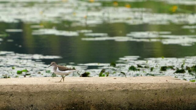Common Sandpiper Teetering Tail Walking and Flying Away 4K