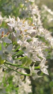 White blossoming autumn flowers in the morning