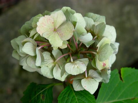 Wei&szlig;e Hortensienbl&uuml;te