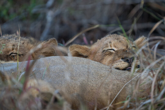 A little lion cub resting its head on its mother's belly while sleeping, Sabi Sand Nature Reserve. 