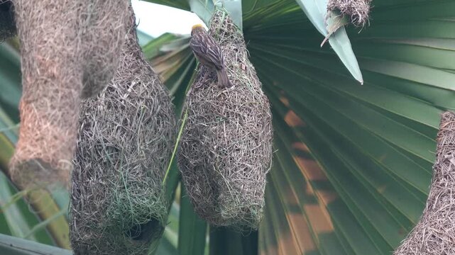 Baya Weaver Renovating an Old Nest with Fresh Green Grass