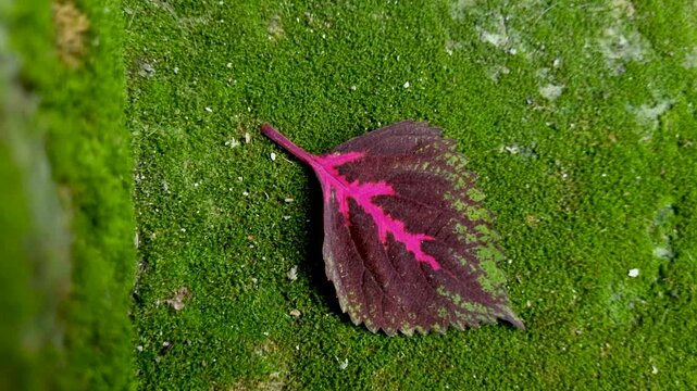 Close up of a pink and purple leaf resting on a mossy surface a single colorful featuring bright