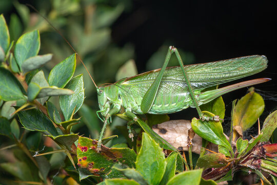 Great green bush-cricket (Tettigonia viridissima) resting on green foliage near Santa Quiteria Hermitage, G&uacute;dar, Teruel, Spain
