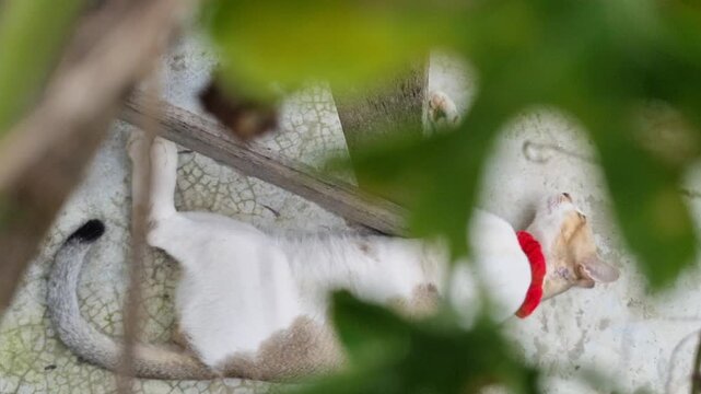 Small bird nest hanging on a branch in a garden with a blurred white plastic object nearby