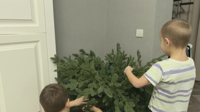 Kids shaping branches of artificial Christmas tree after unpacking. Preparing tree for decoration. 