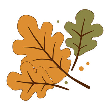 Autumn Oak Leaves Illustration on White Background 