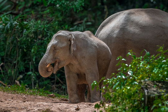 Title: Elephants are large mammals and are the largest land animals. Wild elephants eat plants. They are big, have a small head, big legs, and have a trunk that reaches to the ground. 