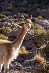 llama in the grass © Michele Rizzotti