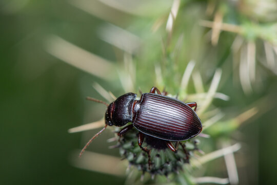 Princely harp ground beetle (Amara cf. aulica) climbing over a thistle flower head near Santa Quiteria Hermitage, G&uacute;dar, Teruel, Spain