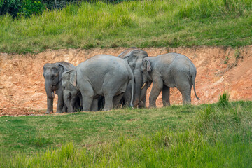 Fototapeta premium Title: Elephants are large mammals and are the largest land animals. Wild elephants eat plants. They are big, have a small head, big legs, and have a trunk that reaches to the ground. 