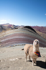 Alpaca and rainbow mountains in Peru © Michele Rizzotti