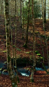 Stream of Fresh Spring Water Flowing Down the Valley Among the Dry Autumn Trees