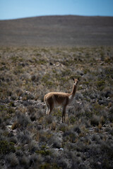 deer in the mountains © Michele Rizzotti