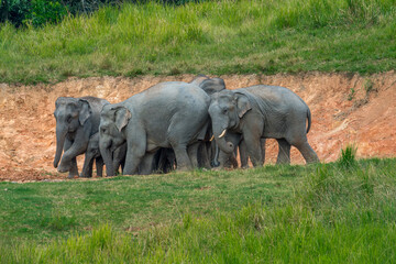 Fototapeta premium Title: Elephants are large mammals and are the largest land animals. Wild elephants eat plants. They are big, have a small head, big legs, and have a trunk that reaches to the ground. 
