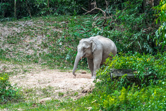 Title: Elephants are large mammals and are the largest land animals. Wild elephants eat plants. They are big, have a small head, big legs, and have a trunk that reaches to the ground. 
