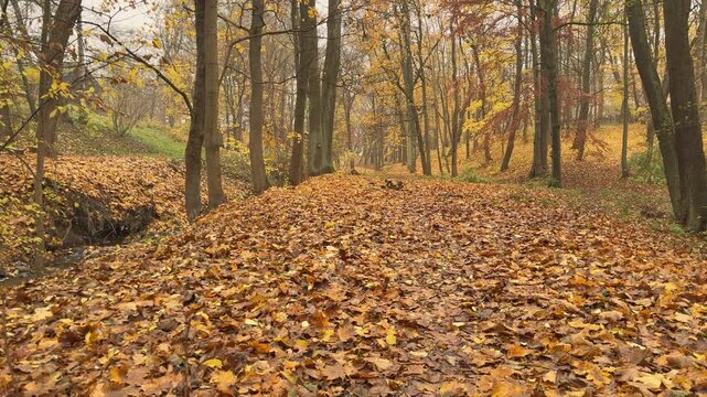 Forest floor covered by colorful autumn leaves creating a calm and minimalist natural scene. Suitable for simplicity, mindfulness and natural beauty themes.