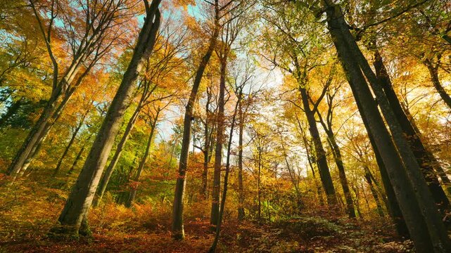Deciduous colorful tall trees with orange leaves in a beautiful forest in autumn. Wide-angle sideways moving nature footage of a scenic woodland.