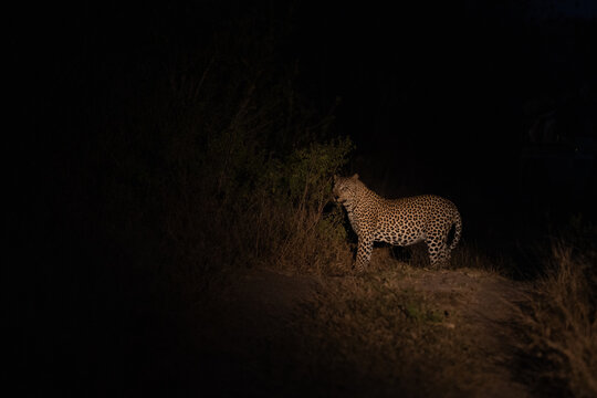 Male leopard standing in the dirt road illuminated by a spot light at night, Sabi Sand Nature Reserve.