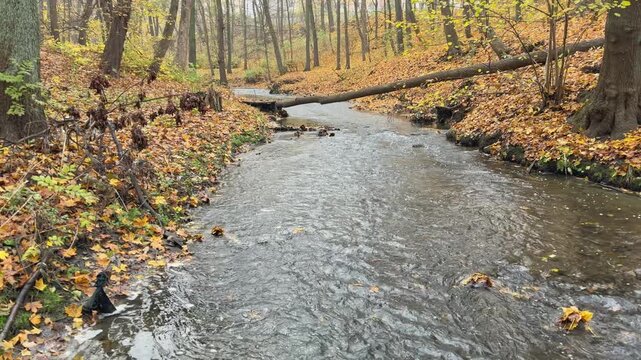 Natural creek adjusting its course through a woodland landscape. Symbolic visual for adaptation, flexibility and responding to change.