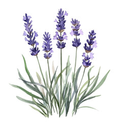 Obraz premium Lavender, watercolor illustration vector, isolated on a white background.