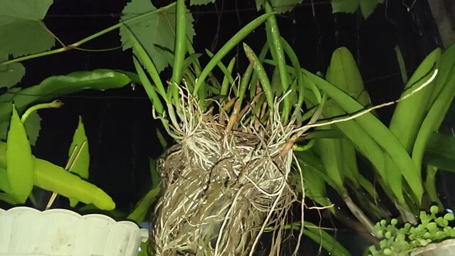 Vibrant green epiphytic orchid plant with a tangle of thick exposed aerial roots in a home garden setup