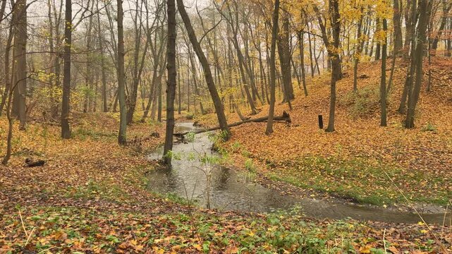 Flowing stream surrounded by colorful autumn foliage. Visual representation of natural cycles, seasonal transitions and the ongoing rhythm of nature.