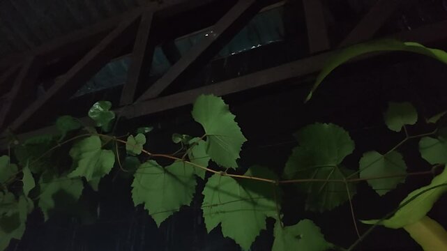 Green grapevine leaves crawling on wooden trellis structure outdoors at night