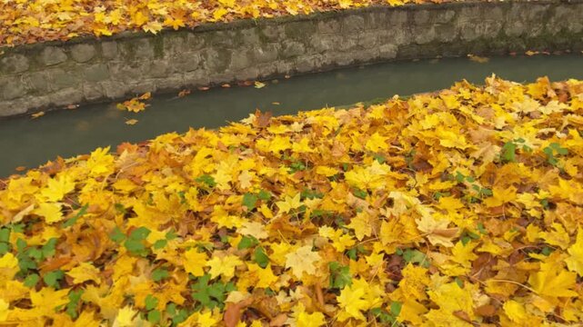 Dense carpet of golden maple leaves covering the ground beside a narrow water channel in autumn. Ideal seasonal background for nature, design and advertising projects.