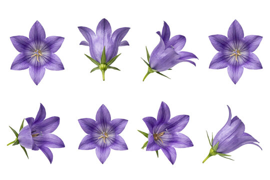 Collection of purple bellflower campanula blossoms in various angles and stages of bloom for floral arrangements isolated on a transparent background