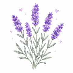 Fototapeta premium bunch of lavender