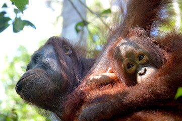 Orangutans in the Borneo rainforest © Rodolfo
