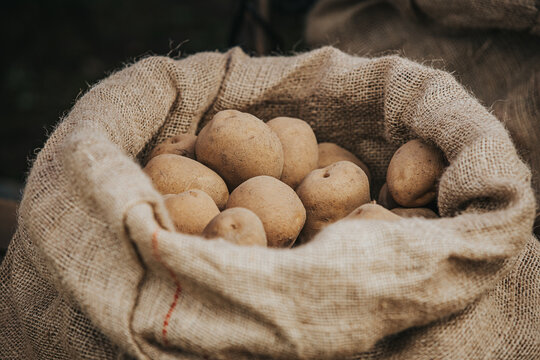Natural brown potatoes inside a burlap sack, showcasing the texture of the fabric and the earthy tones of the vegetables in a rustic setting