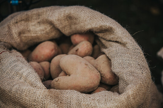Brown potatoes in a burlap sack, showcasing various shapes and sizes, resting on a dark surface with a blurred background of natural elements