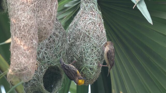 Baya Weaver Couple Building and Finishing Their Woven Nest
