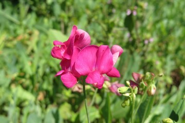 Obraz premium Pink Vicia sativa flowers 8n the meadow, closeup
