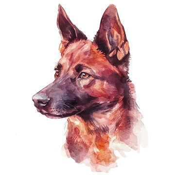 Kelpie, watercolor painting vector, isolated on a white background.