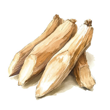 watercolor of Kava Root, vector, isolated on a white background.