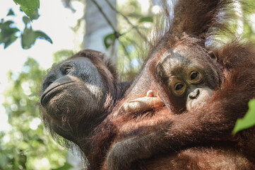 Orangutans in the Borneo rainforest © Rodolfo