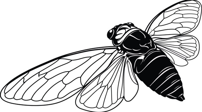 Detailed Black and White Line Art Vector Illustration of a Cicada Insect with Extended Wings for Nature and Biology Designs