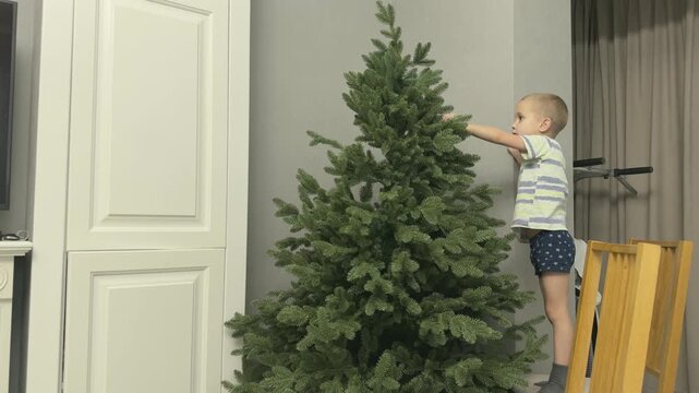  Child stretching to adjust branches of artificial Christmas tree. Preparation stage before decorating. Family holiday setup concept.