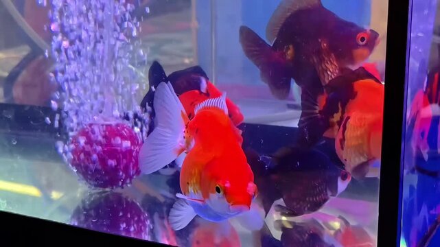 Group of colorful goldfishes in aquarium fish tank, Aquatic Exotic Pet, Marine Life Ecosystem, Freshwater Animal, Underwater Swimming