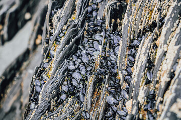 Close up of jagged layered coastal rocks densely covered with wild dark blue mussels and small white barnacles in crevices during low tide © Olha K