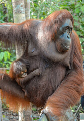 Orangutans in the Borneo rainforest © Rodolfo