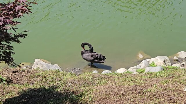 A black swan preens its feathers beside a green pond bordered by stones and grass on a sunny summer day. Horizontal 4K wildlife footage.