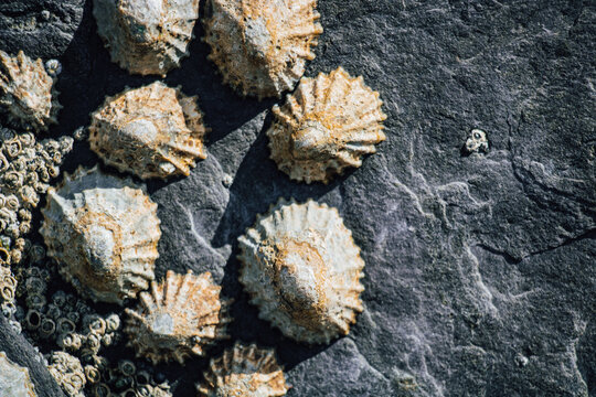 Macro close-up of conical limpet shells and small barnacles clinging to a dark textured coastal rock surface with copy space